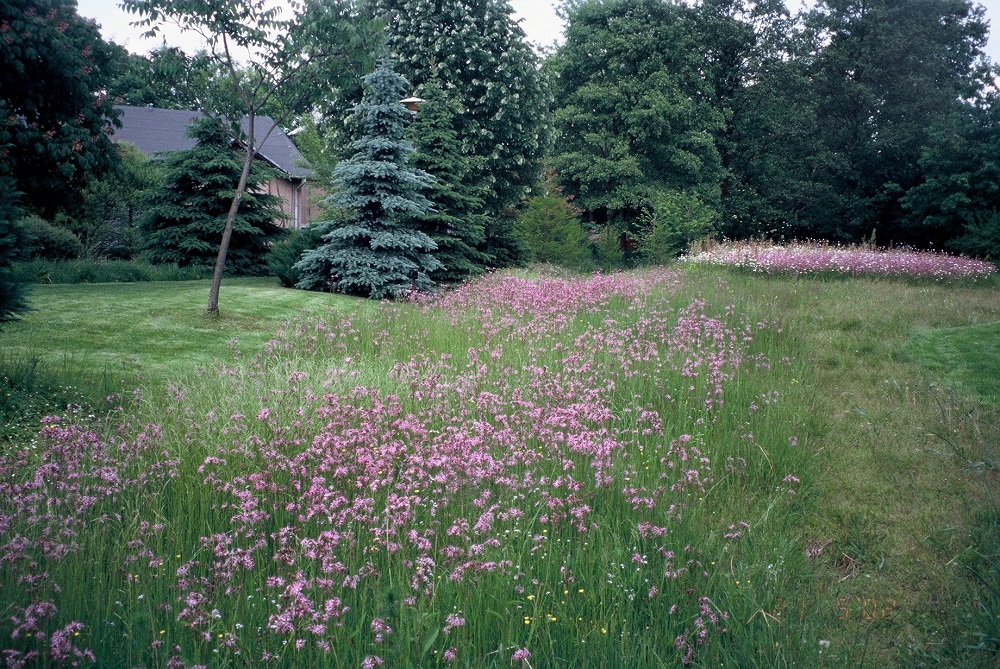 Firletka – roślina miłości na łące kwiatowej