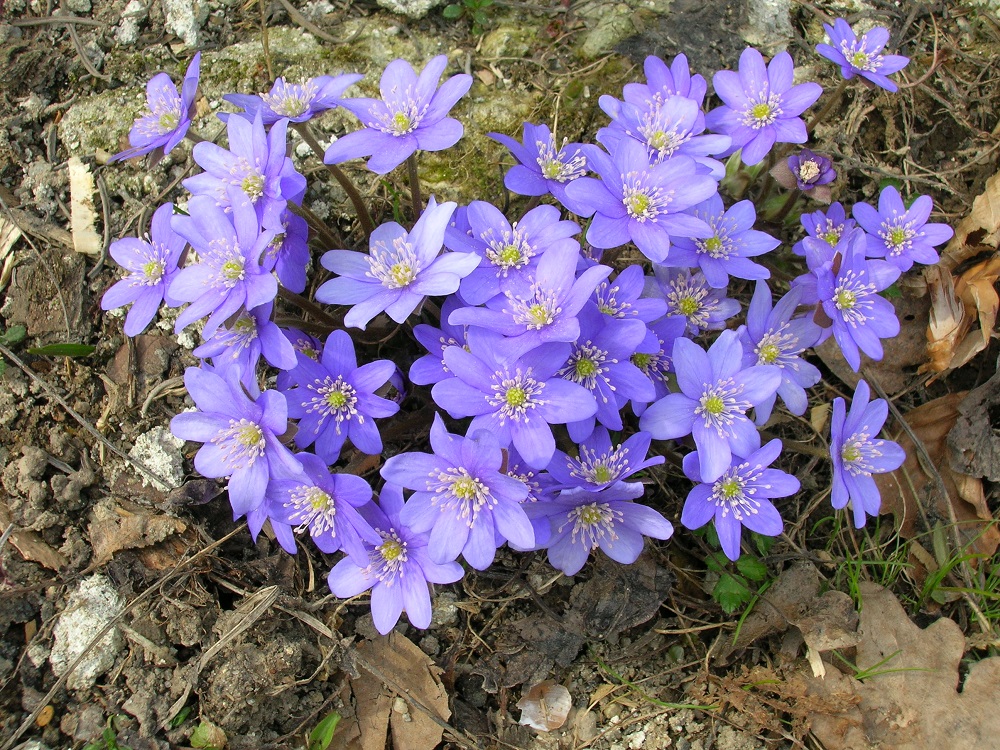 Wiosenne Kwiaty Nazwy Kwiatów Kwiaty przedwiośnia: przylaszczka | Łukasz Łuczaj
