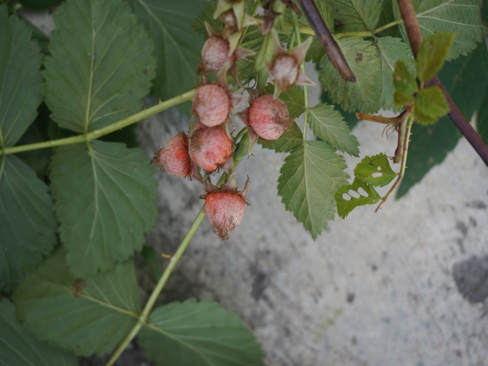 Rubus pileatus - malina o bradzo ciekawym smaku