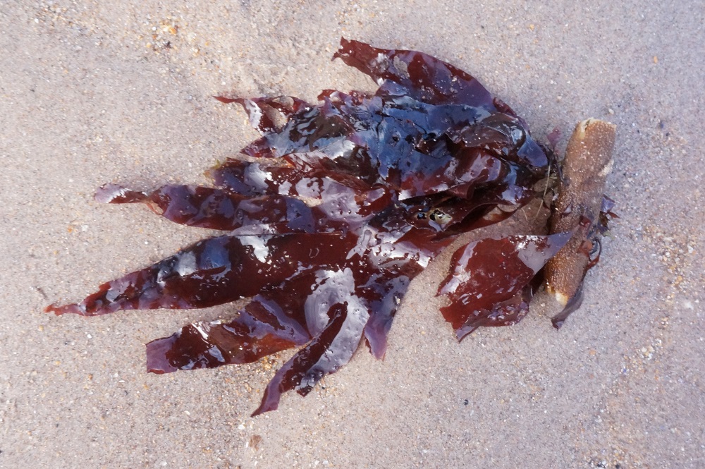 seaweed dulse DSC08070
