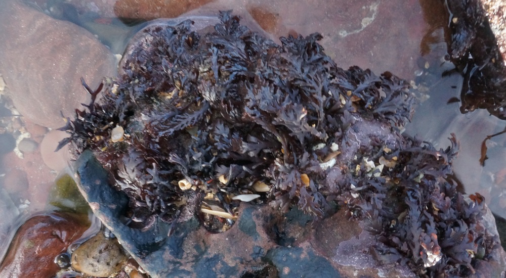 seaweed pepper dulse DSC08083