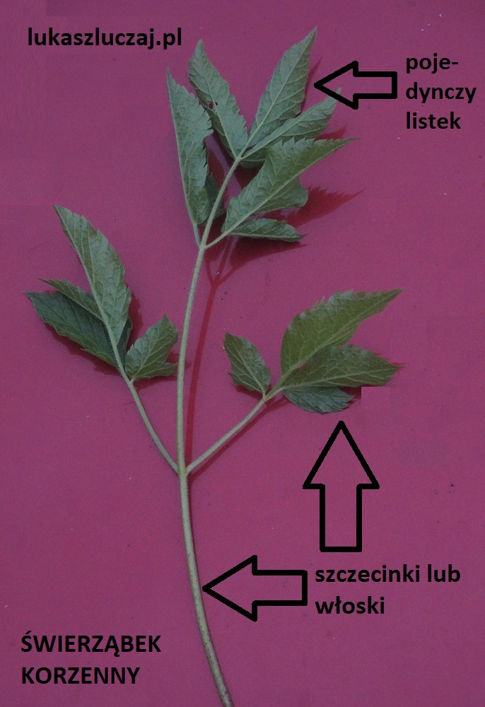 chaerophyllum aromaticum DSC00692