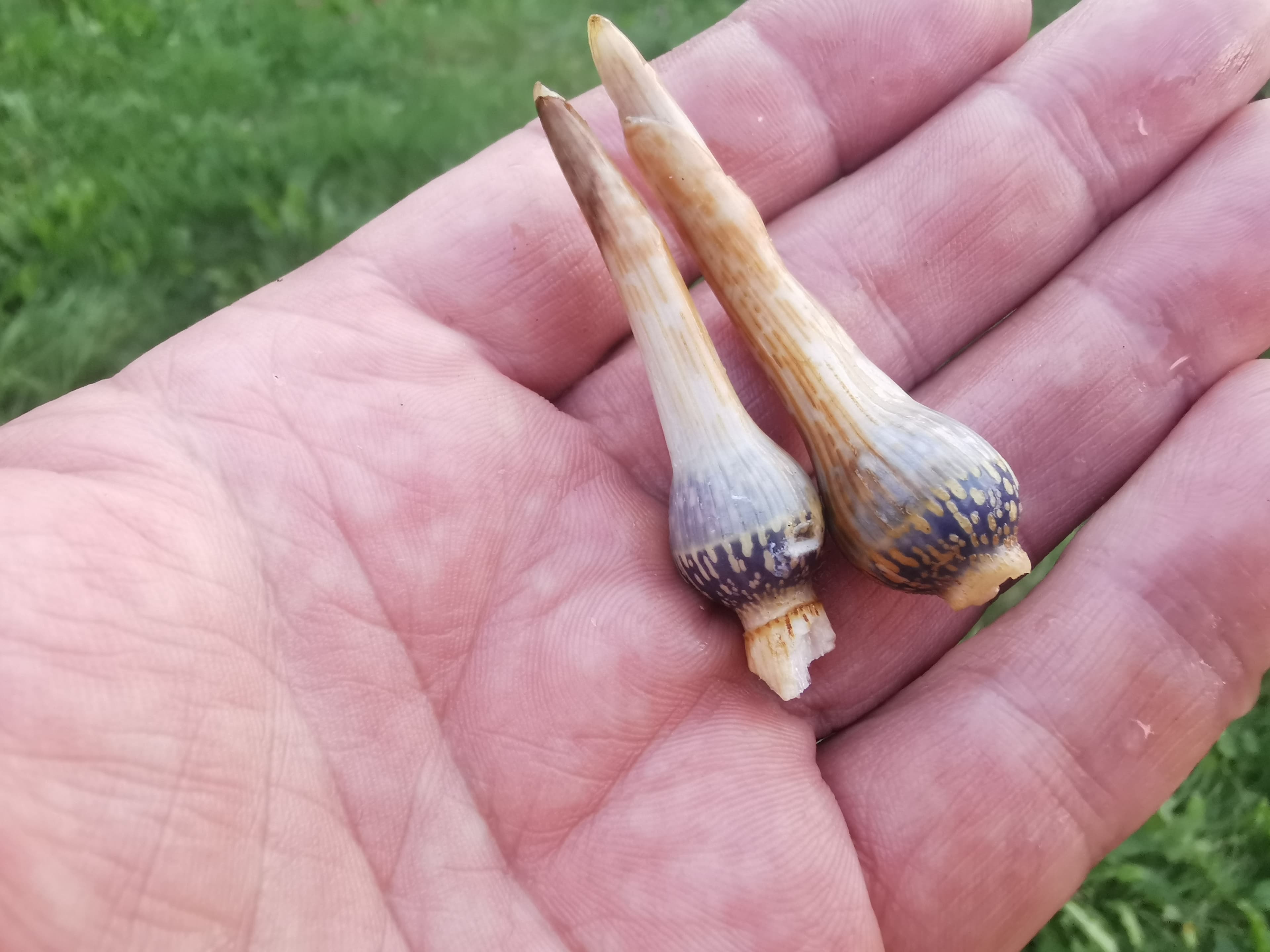 Jeden dzień życia z darów lasów i łąk